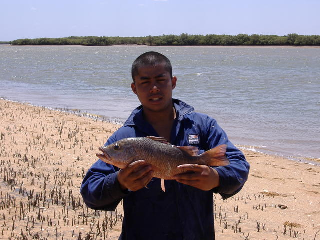 MANGROVE JACK MANGROVE JACK